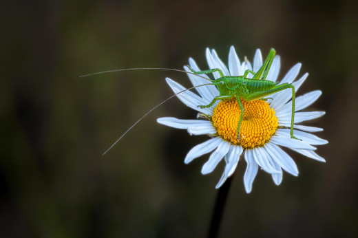 1756376 (a): :2000x1328